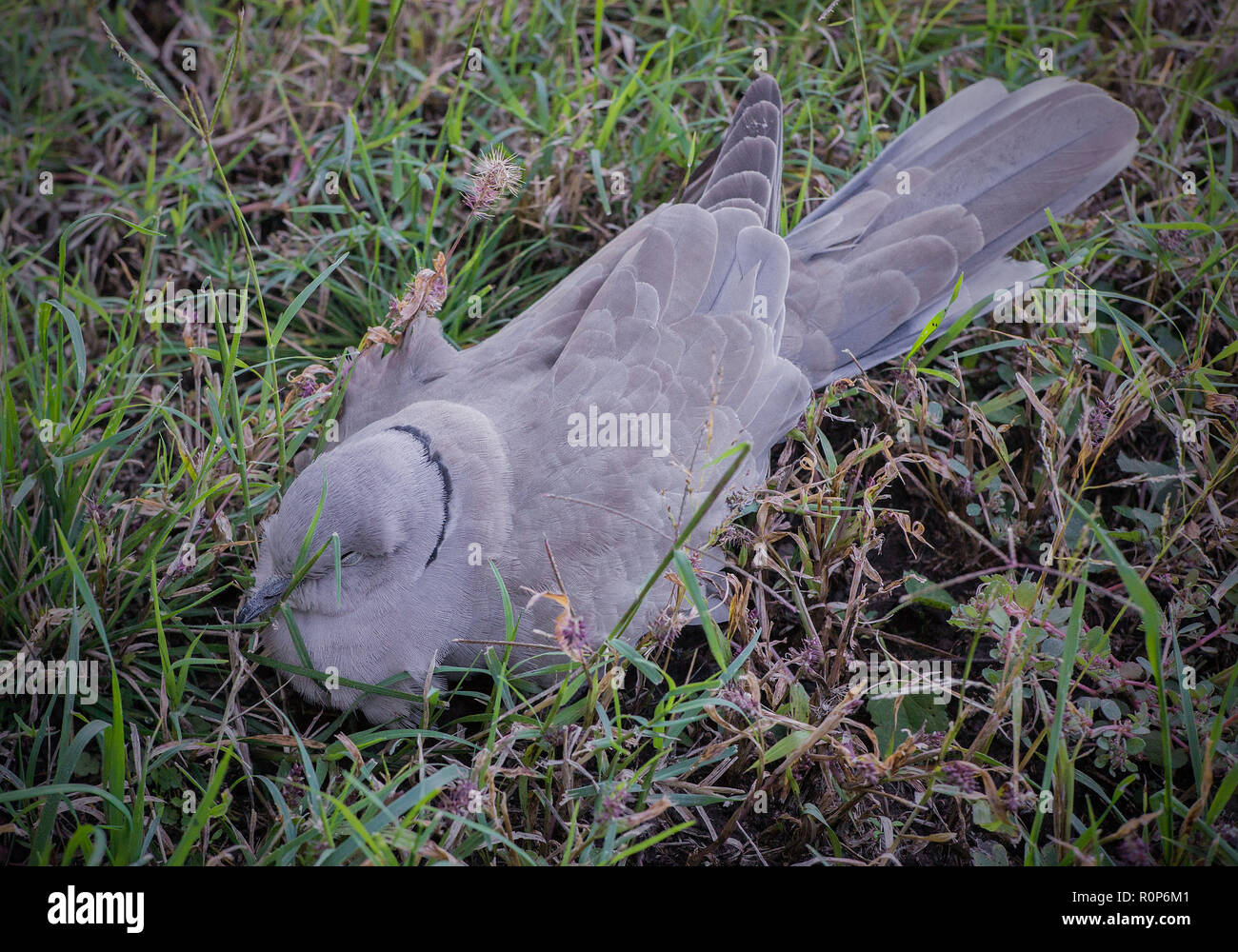 Collared-Dove Foto Stock