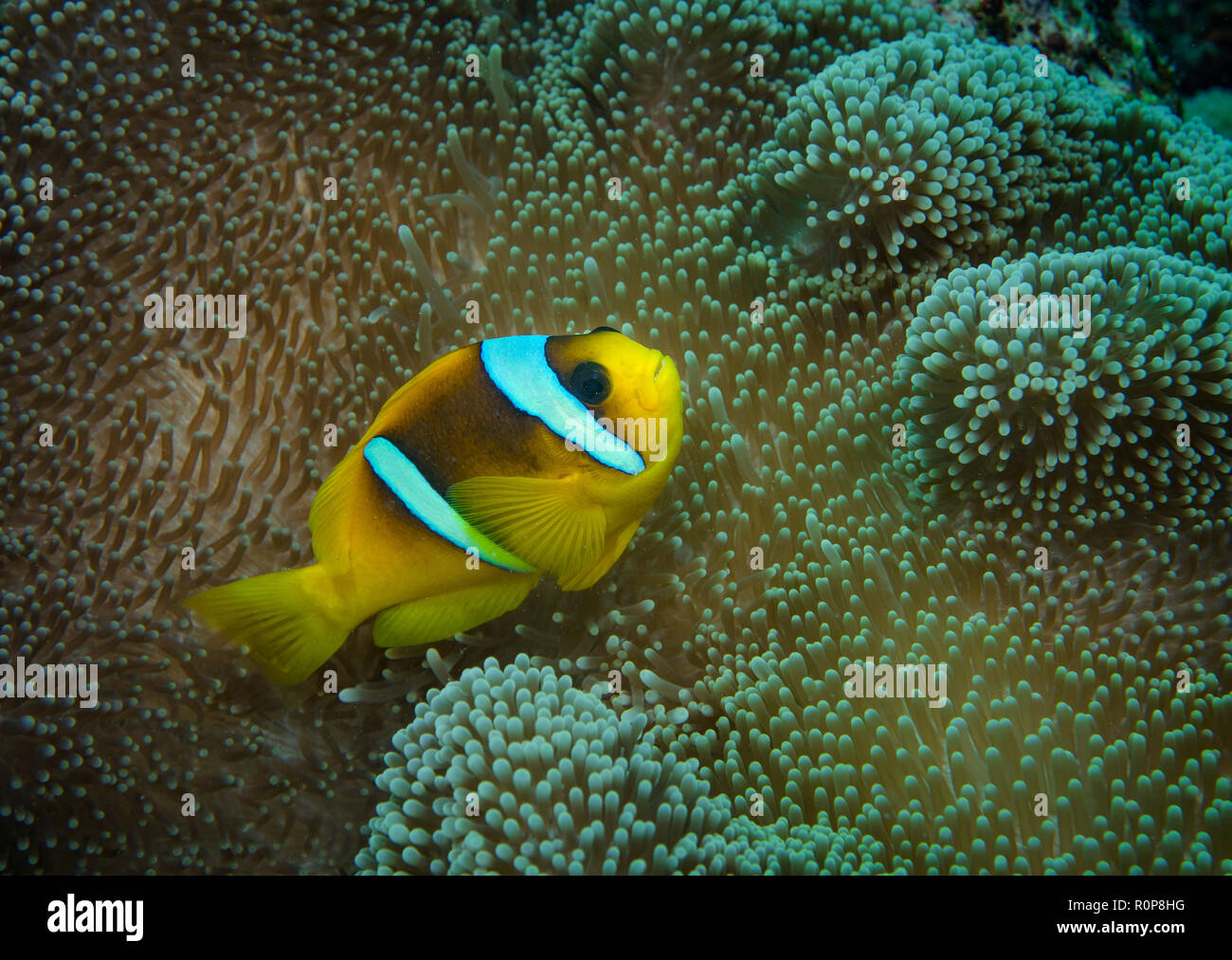 Clark anemonefish o limanda clownfish, Amphiprion clarkii, Anemone, Hamata, Mar Rosso, Egitto Foto Stock