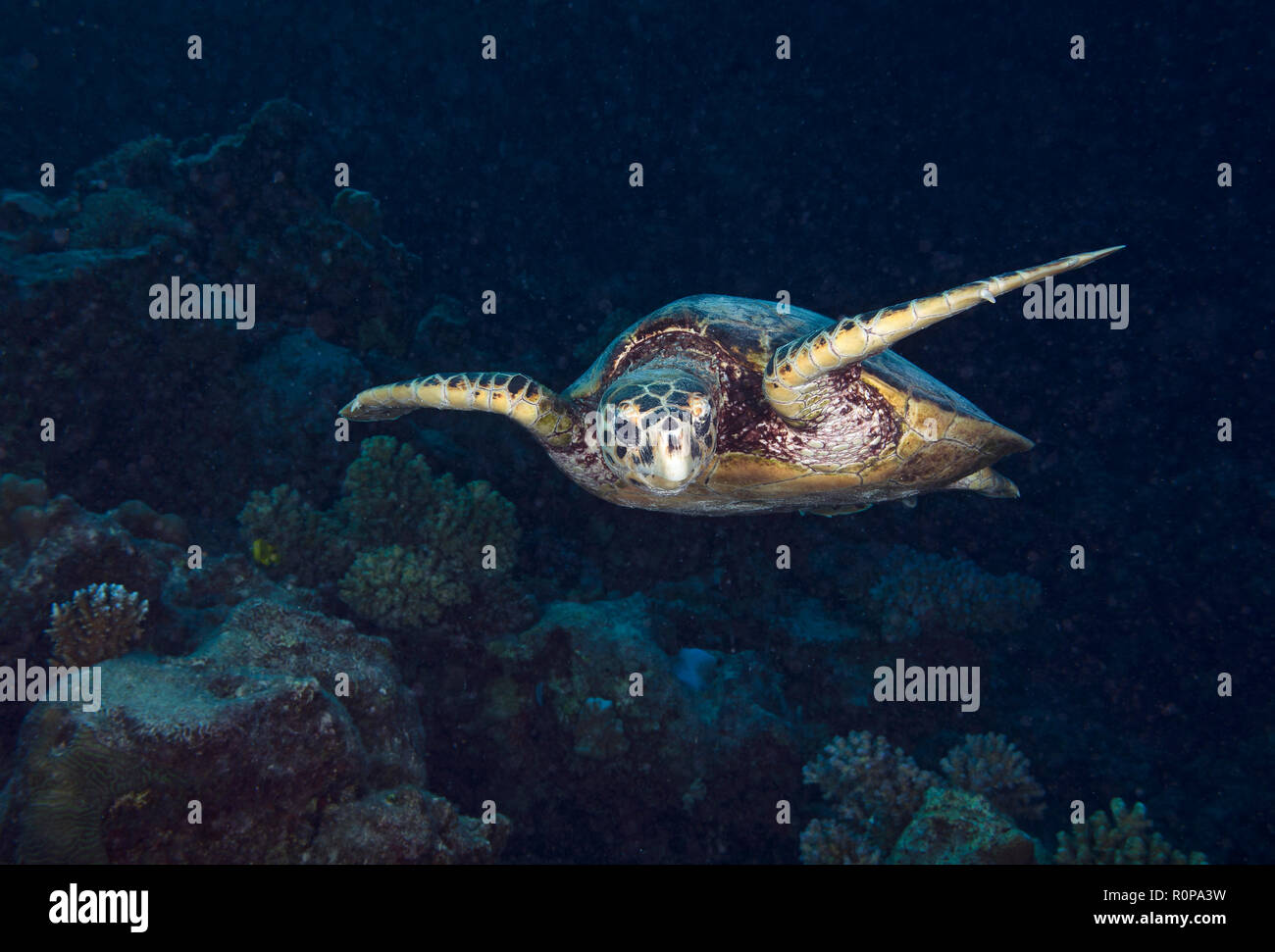 Tartaruga embricata, Eretmochelys imbricata, nuoto sulla barriera corallina a Hamata, Mar Rosso, Egitto Foto Stock