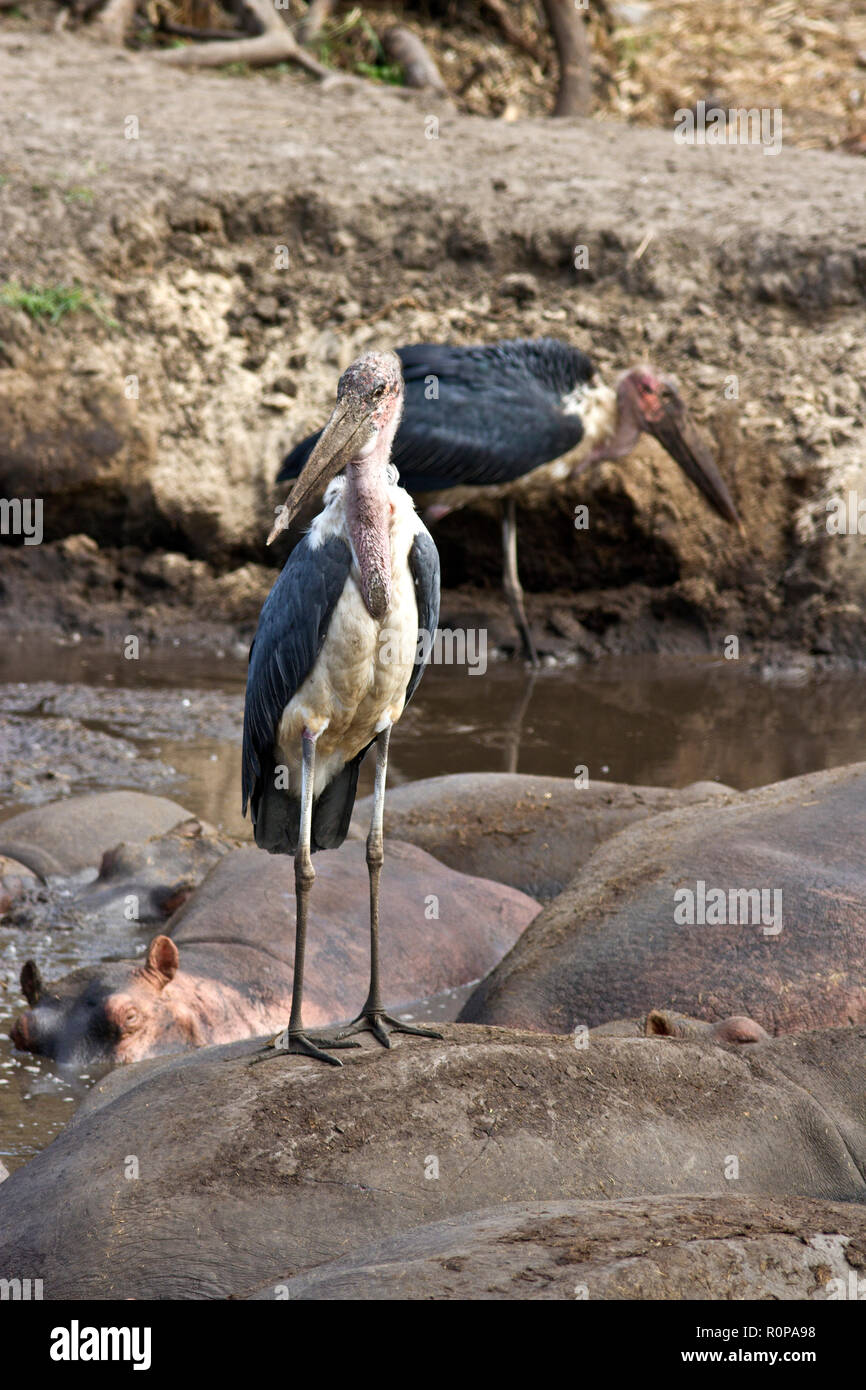 Il Marabou Stork è un abile pescatore e non fa affidamento sul lavaggio specialmente nella stagione secca come risorse idriche si restringono e la caccia è il metodo EASI Foto Stock
