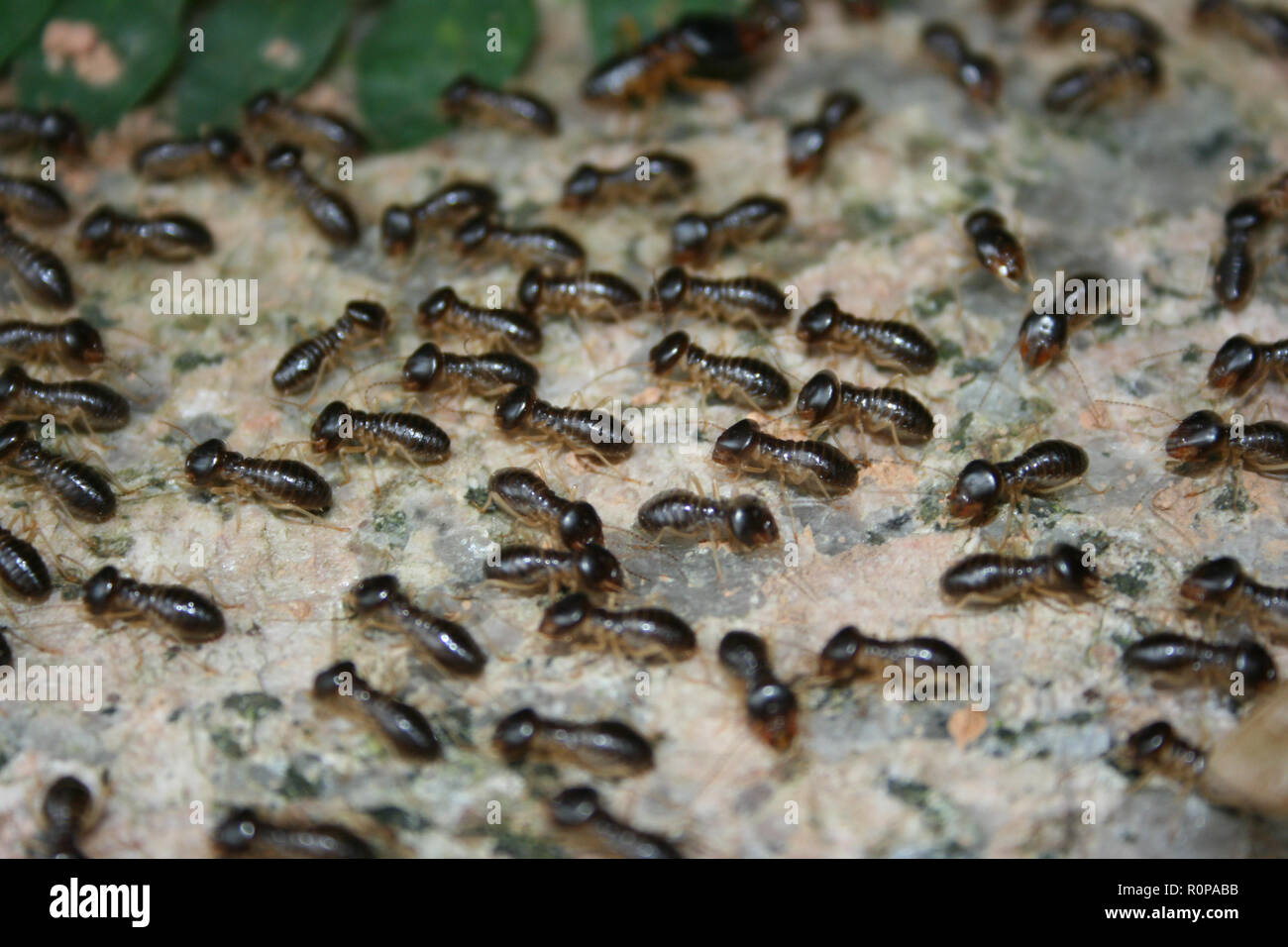 Gigante nero termiti, Fort Canning Park, Singapore Foto Stock