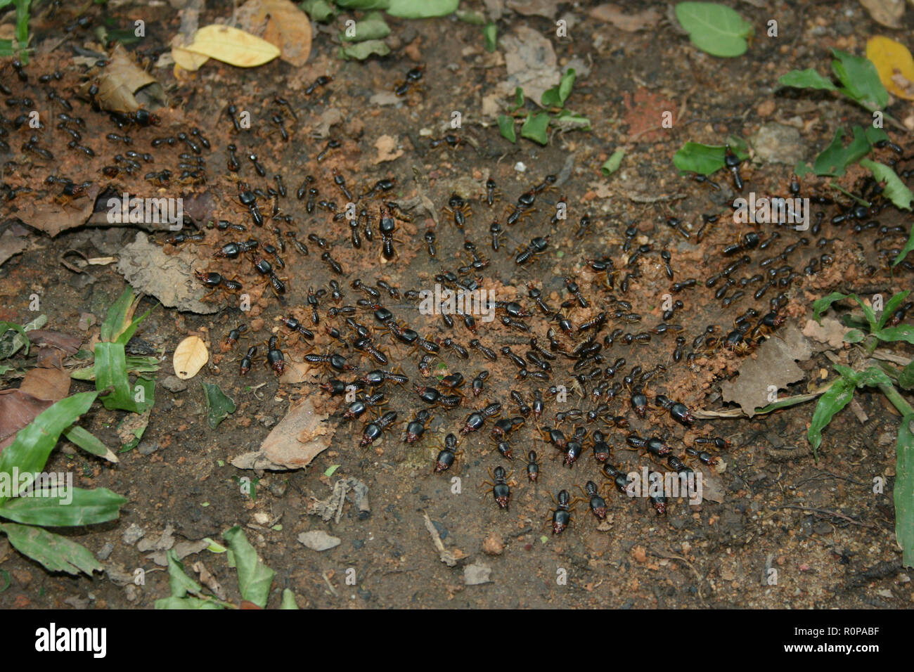 Gigante nero termiti, Fort Canning Park, Singapore Foto Stock
