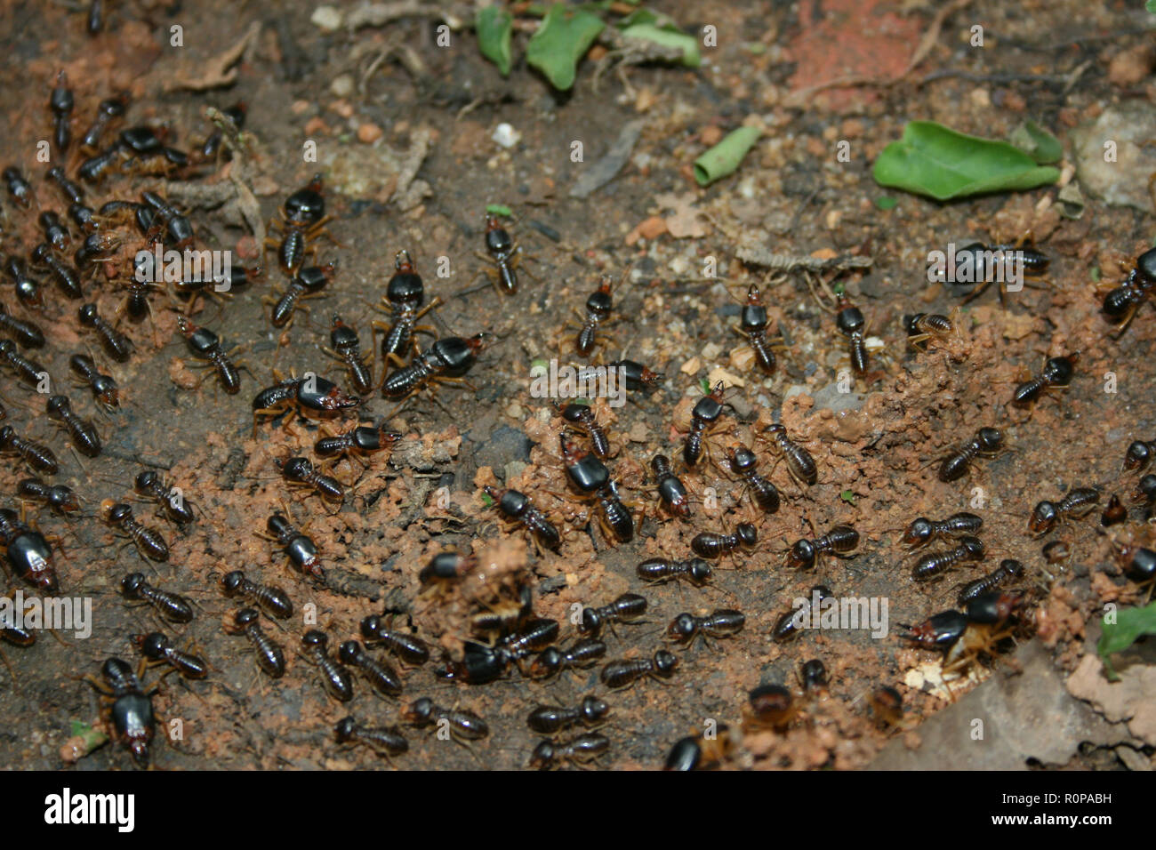 Gigante nero termiti, Fort Canning Park, Singapore Foto Stock