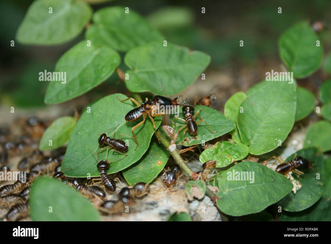 Gigante nero termiti, Fort Canning Park, Singapore Foto Stock