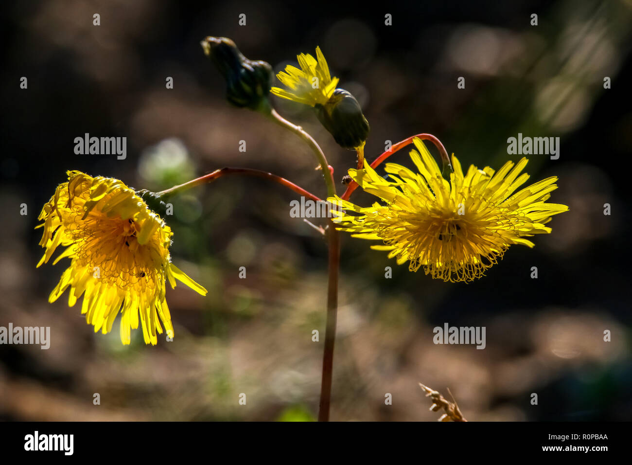 Fiori gialli. Fiori che sbocciano. Fiori di colore giallo sull'erba. Prato con fiori rurale. Fiori Selvatici. Natura fiore. Weed sul campo. Foto Stock