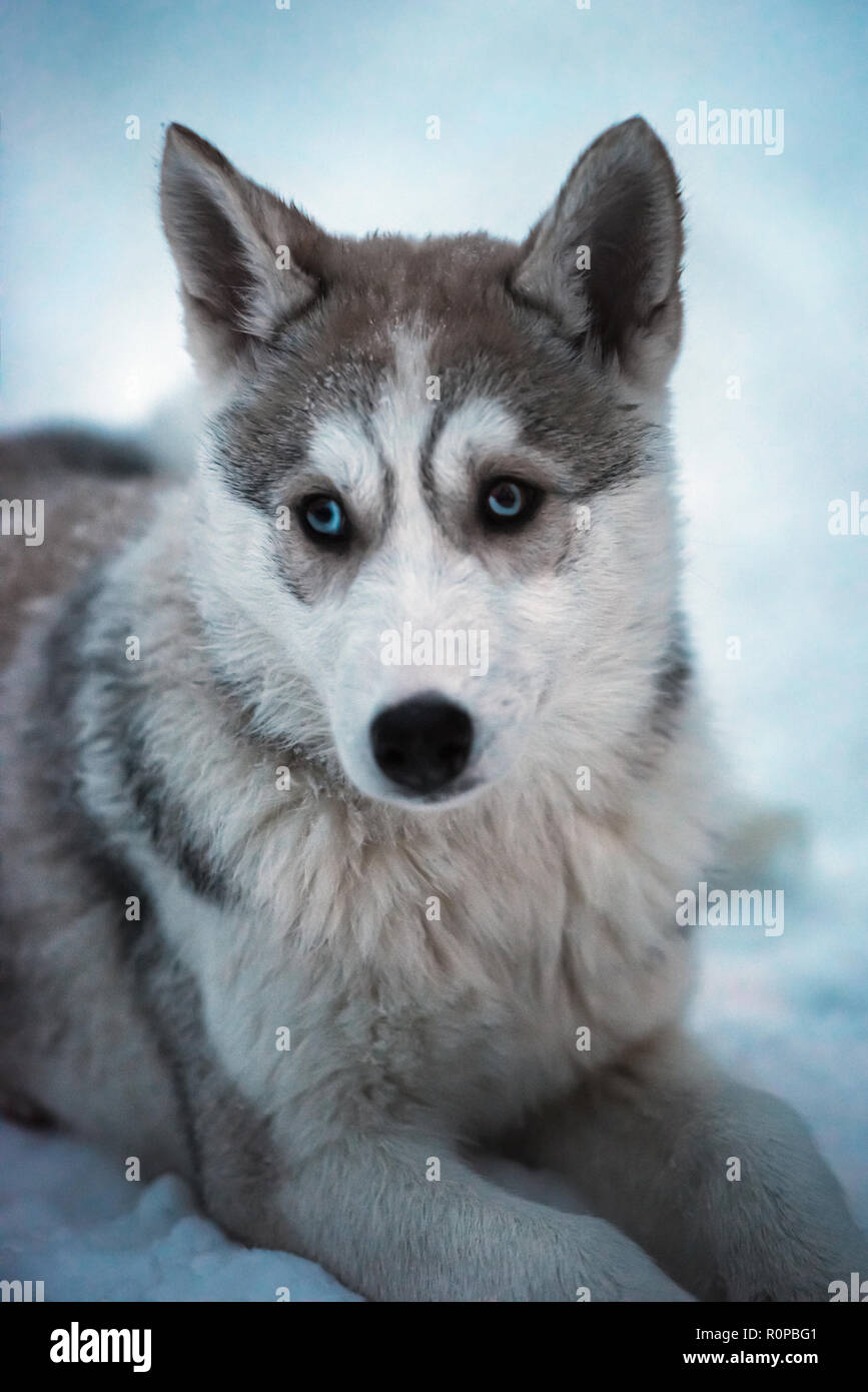 Ritratto di bella giovane peloso marrone e bianco siberian husky sled dog con luminosi occhi blu giacente sulla neve vera. Coltivate all'aperto in Lapponia finlandese Foto Stock