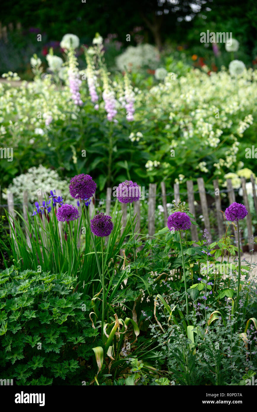 Allium viola sensazione,foxglove,digitalis,Garden cottage,fiore,fiori,fioritura,mix,miscelati,RM Floral Foto Stock
