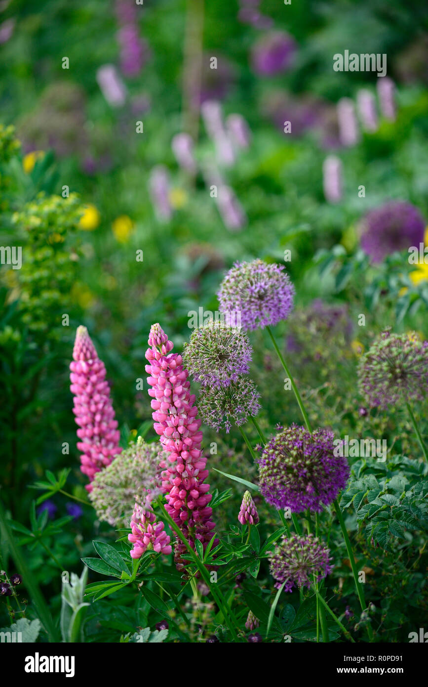 Allium viola sensazione,,lupin,di lupini dolci,lupinus,Garden cottage,fiore,fiori,fioritura,mix,miscelati,RM Floral Foto Stock