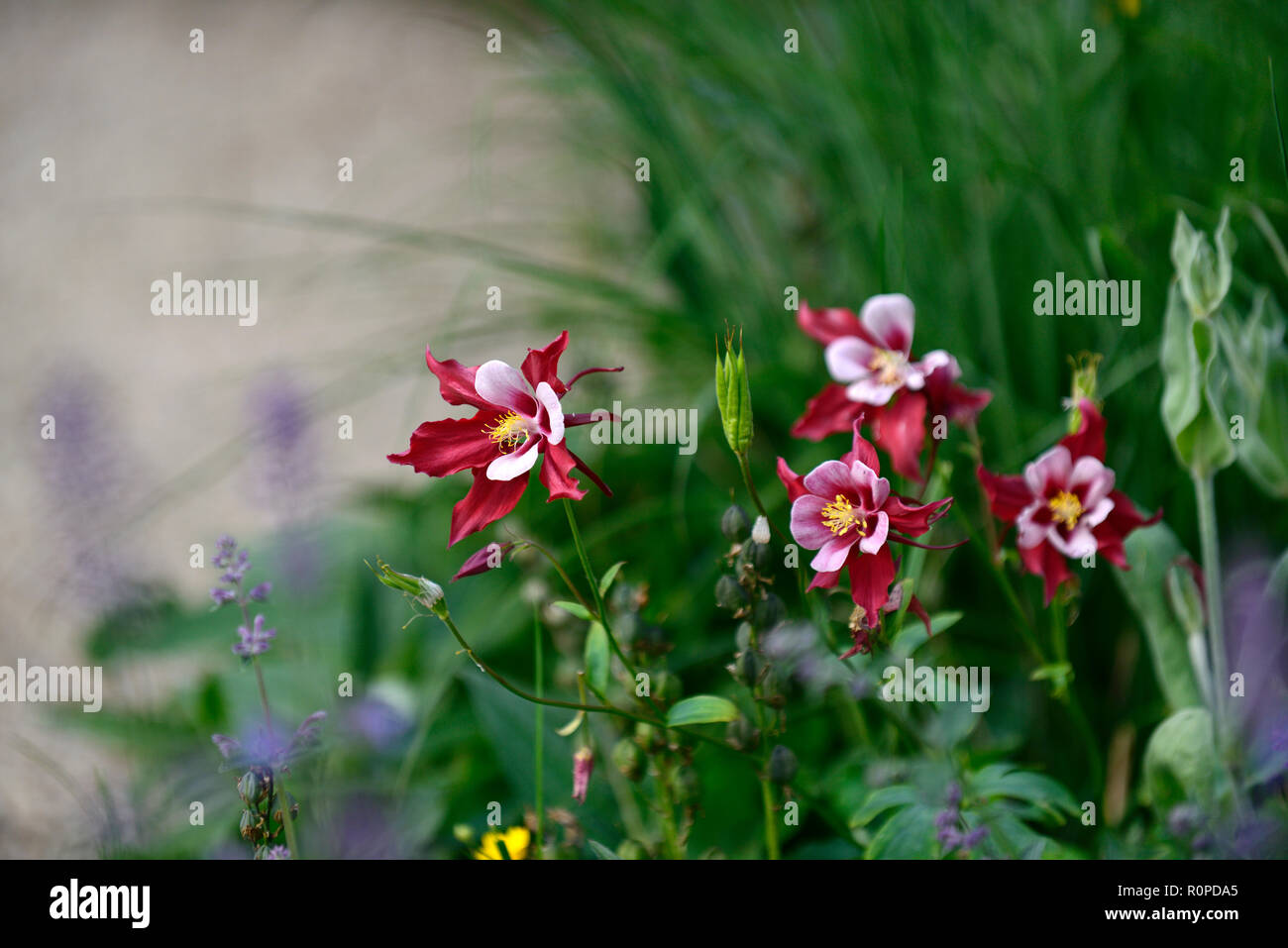 Aquilegia Swan rosso e bianco,rosso,bianco,aquilegias,fiore,fiori,fioritura,RM Floral Foto Stock
