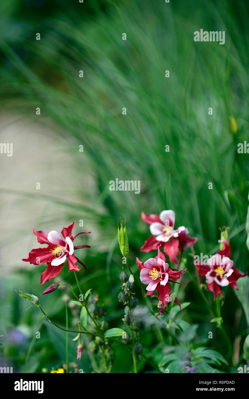 Aquilegia Swan rosso e bianco,rosso,bianco,aquilegias,fiore,fiori,fioritura,RM Floral Foto Stock