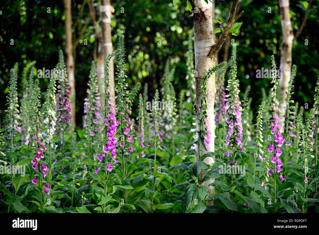 Digitalis purpurea,foxglove,foxgloves,viola,fiore,fiori,fioritura,legno,woodland,ombra ombreggiate,ombroso,giardino,betulla, tree, alberi grove,RM Floral Foto Stock