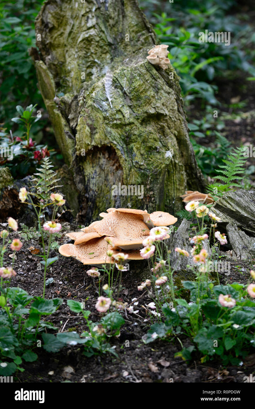 Fungo,crescere,crescita,decadimento,decadendo,tree,moncone,rot,marcio,marciume,RM Floral Foto Stock