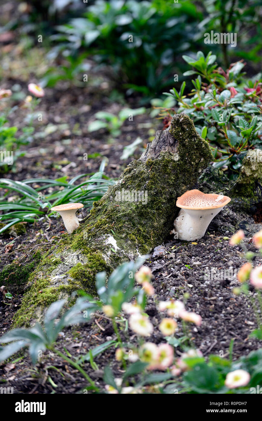 Fungo,crescere,crescita,decadimento,decadendo,tree,moncone,rot,marcio,marciume,RM Floral Foto Stock