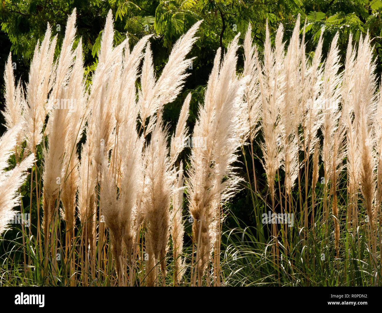 Reed, Jardines del Turia, fiume Turia. Valencia, Spagna Foto Stock