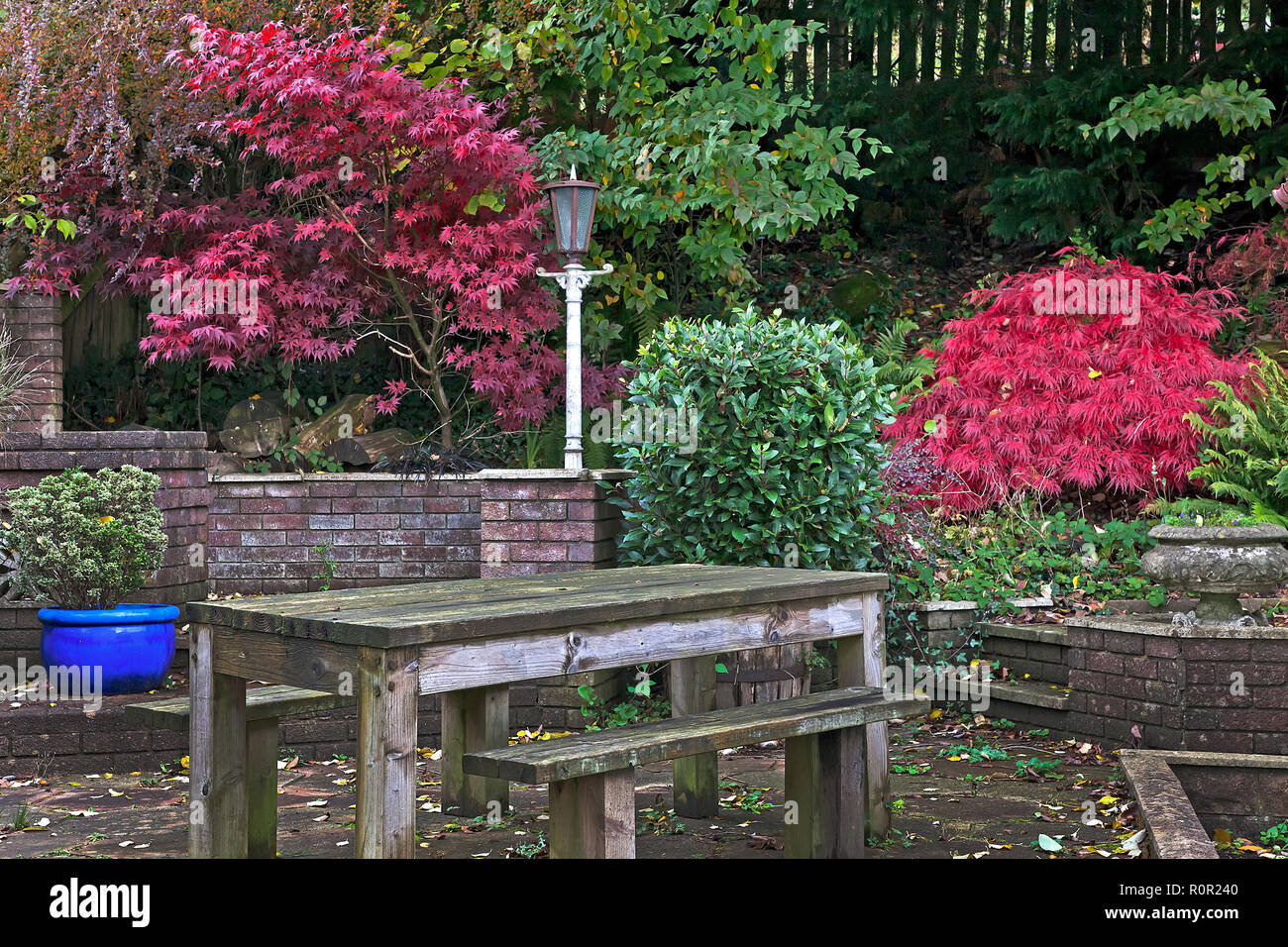 Giapponese di alberi di acero in autunno il colore nel giardino residenziale Foto Stock
