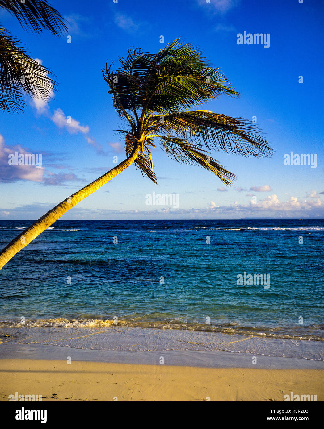 Palma solitaria, spiaggia tropicale, mare caraibico, orizzonte, Guadalupa, Indie occidentali francesi, piccole Antille Foto Stock
