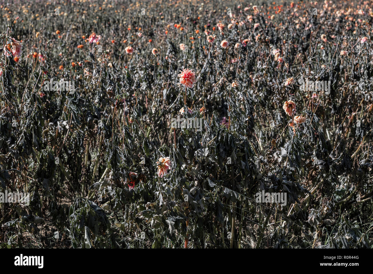 Campo di affievolimento del Crisantemo fiori. Foto Stock
