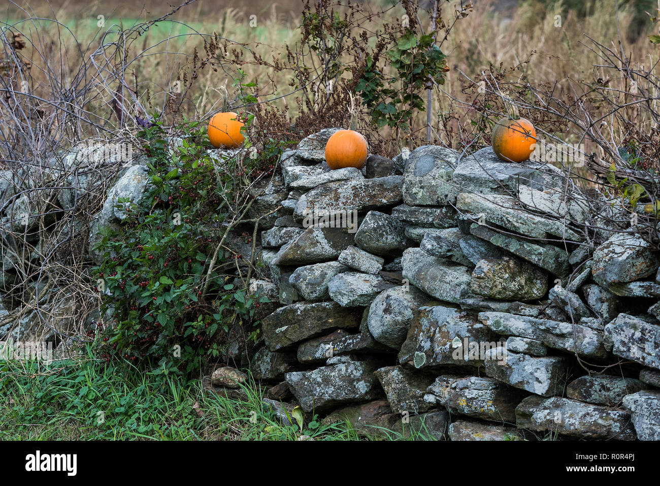 Rustico New England muro di pietra con zucche. Foto Stock
