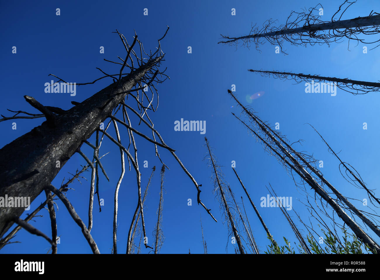 Alberi bruciati alcuni mesi dopo un incendio di boschi Foto Stock