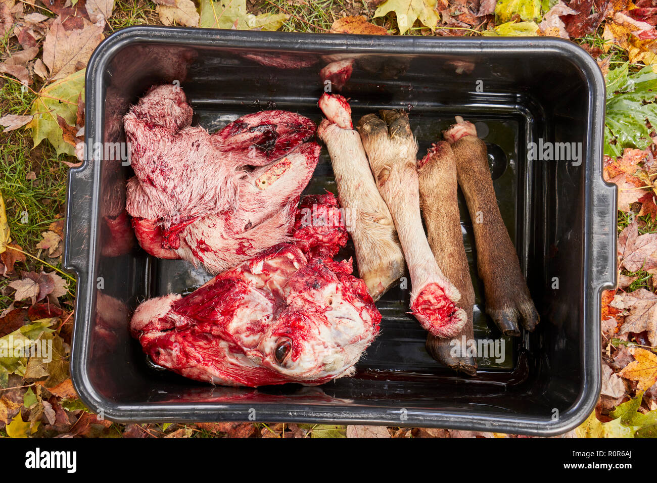 Le teste e le zampe da Montone macellato su una piccola fattoria nel Paese Amish, Lancaster County, Pennsylvania, STATI UNITI D'AMERICA Foto Stock