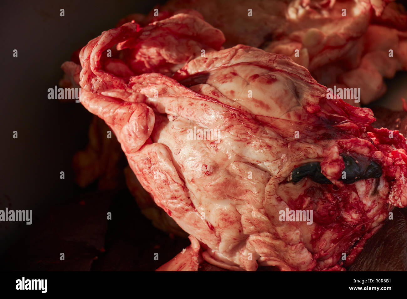 Carni di montone cuore che mostra il grasso carcassa macellata su una piccola fattoria nel Paese Amish, Lancaster County, Pennsylvania, STATI UNITI D'AMERICA Foto Stock