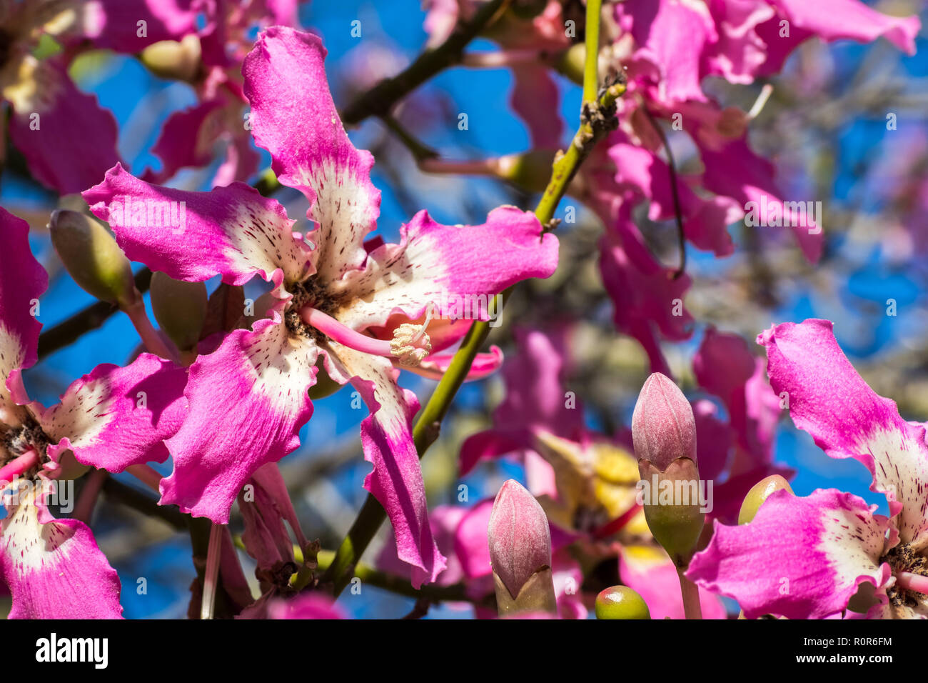 Vista ravvicinata del fiore di un filo interdentale in seta tree (Ceiba Speciosa), California Foto Stock