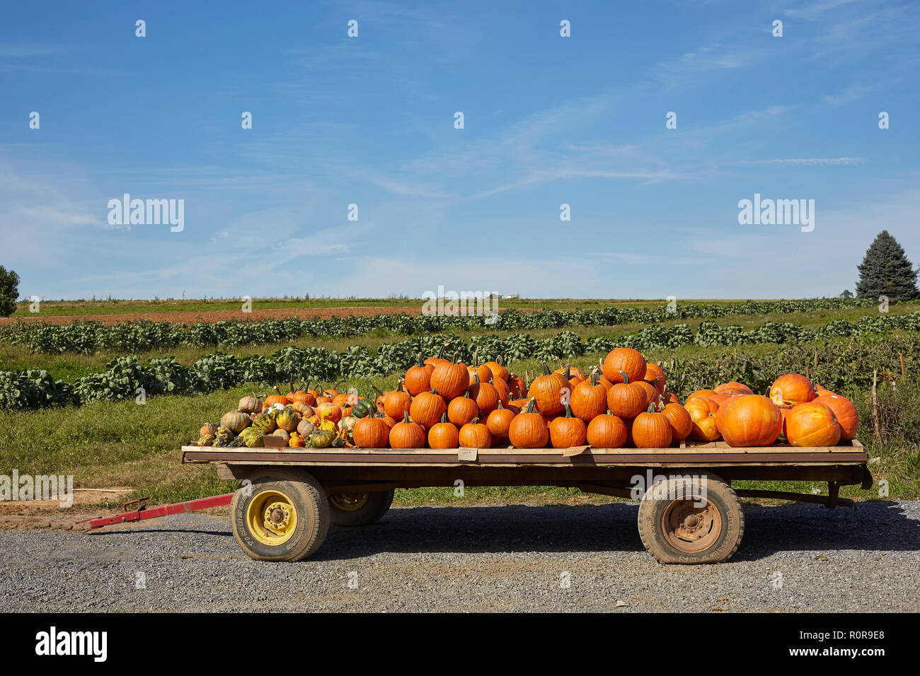 Un carico a rimorchio di zucca. In Pennsylvania Dutch Country, , Lancaster County, Pennsylvania, STATI UNITI D'AMERICA, Foto Stock