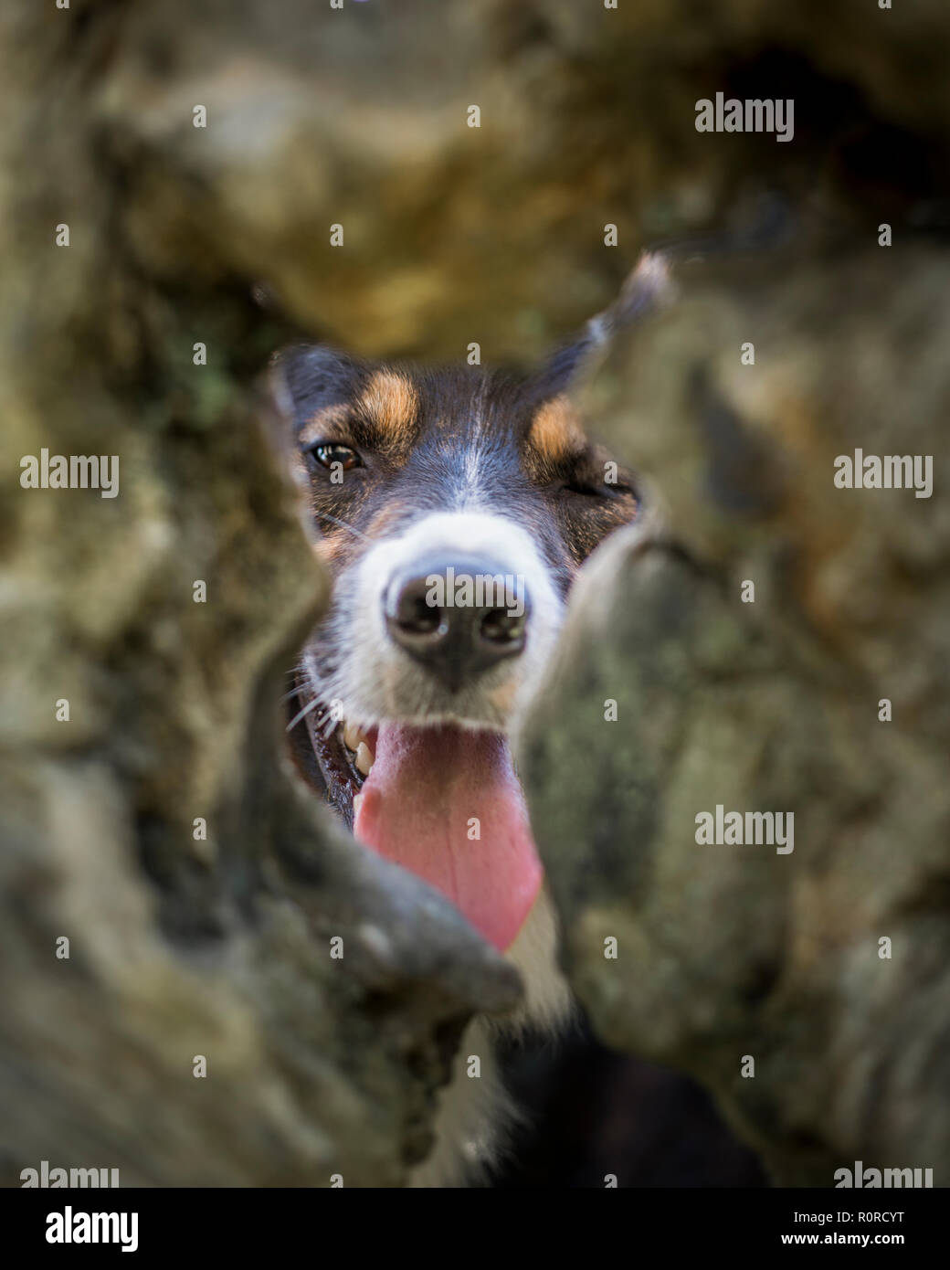 Un tri-colorato Border Collie cercando directlly alla camwera attraverso un foro in una struttura ad albero con un occhio chiuso. Foto Stock