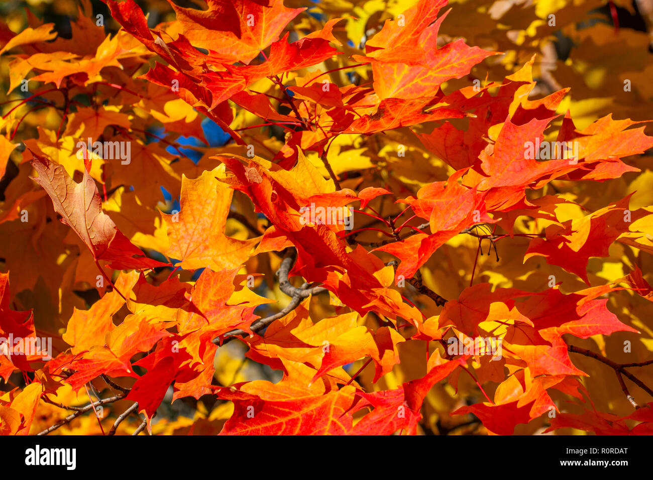 Colpisce il fogliame di autunno in transizione e al loro picco in Adams Morgan e Dupont Circle e i quartieri di Washington DC, nei primi giorni di novembre. Foto Stock