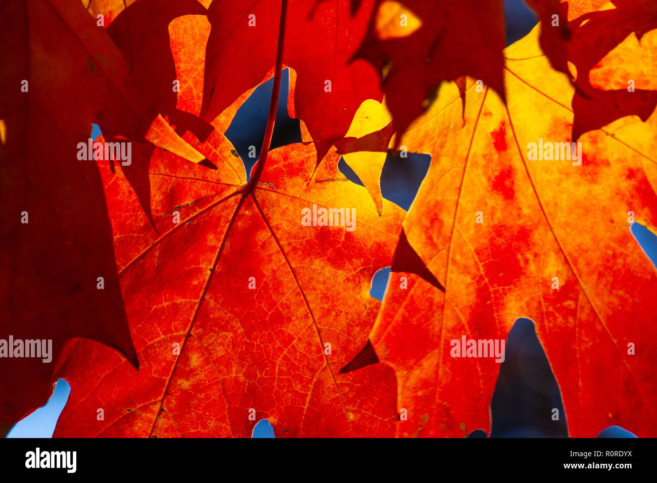 Colpisce il fogliame di autunno in transizione e al loro picco in Adams Morgan e Dupont Circle e i quartieri di Washington DC, nei primi giorni di novembre. Foto Stock