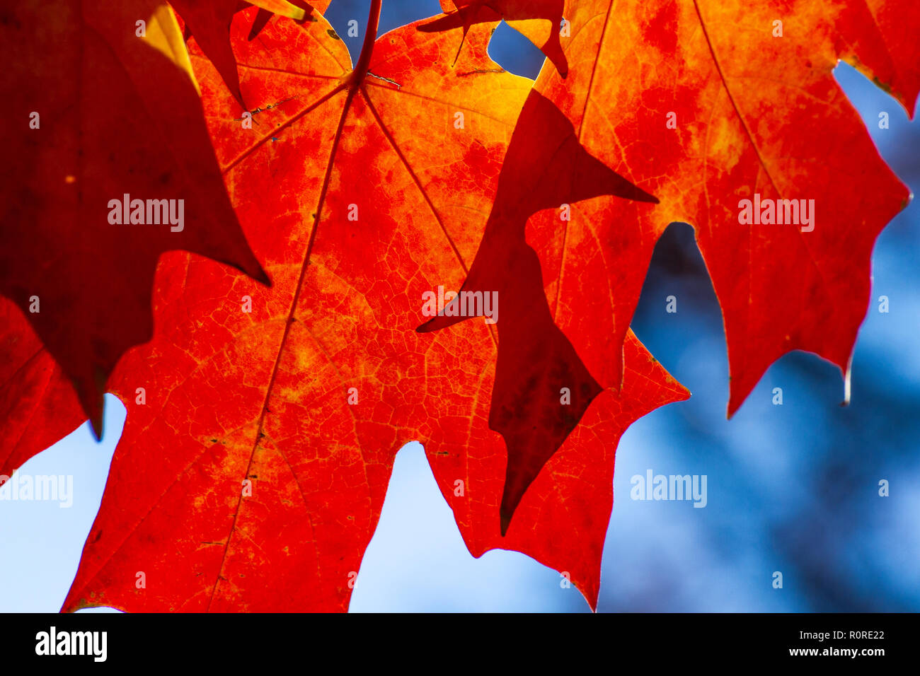 Colpisce il fogliame di autunno in transizione e al loro picco in Adams Morgan e Dupont Circle e i quartieri di Washington DC, nei primi giorni di novembre. Foto Stock