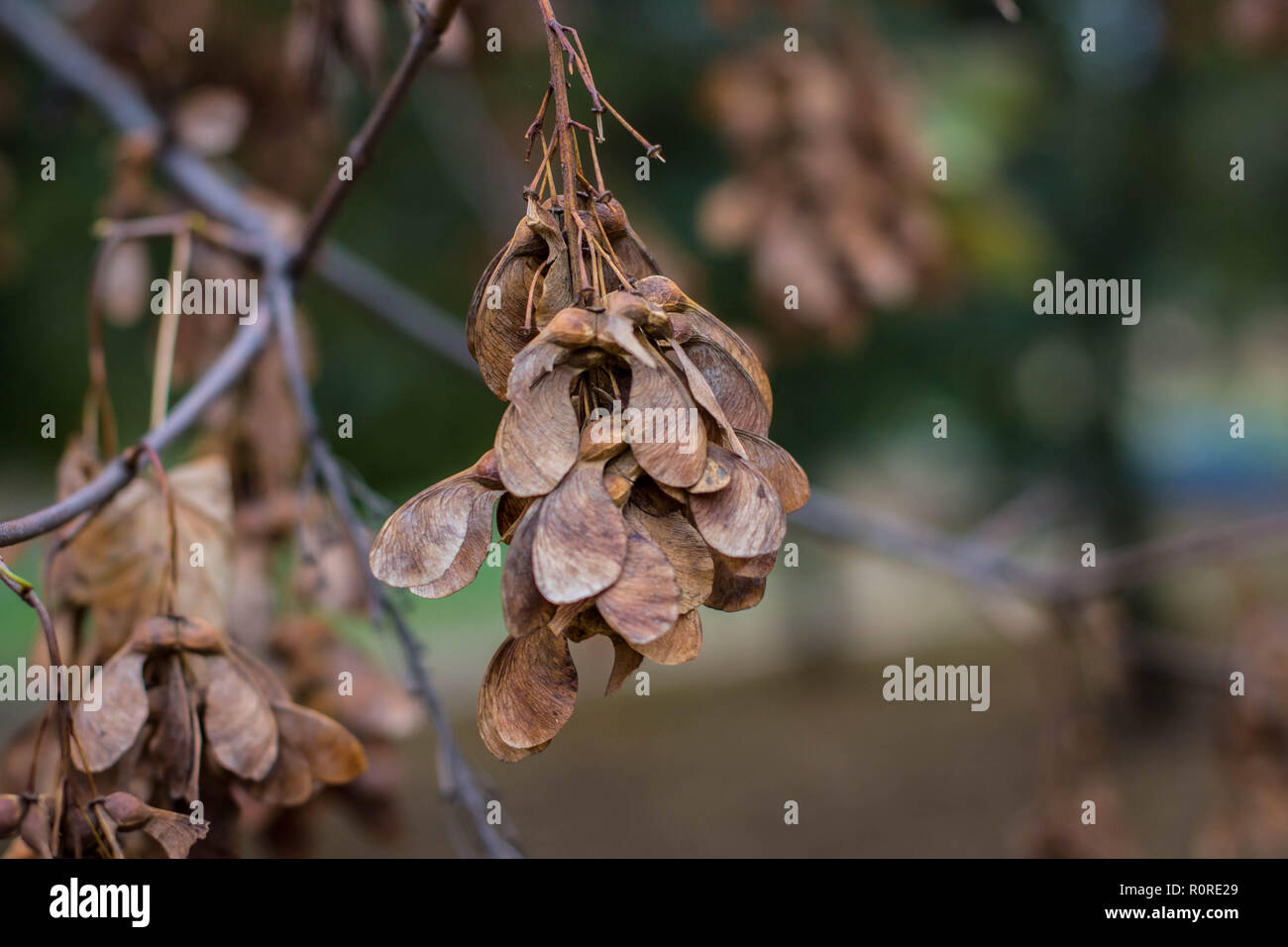 L'acero di monte / Acer pseudoplatanus marrone frutta secca sul ramo Foto Stock
