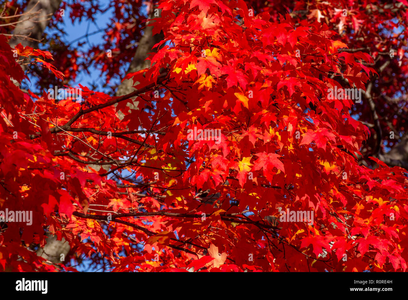 Colpisce il fogliame di autunno in transizione e al loro picco in Adams Morgan e Dupont Circle e i quartieri di Washington DC, nei primi giorni di novembre. Foto Stock