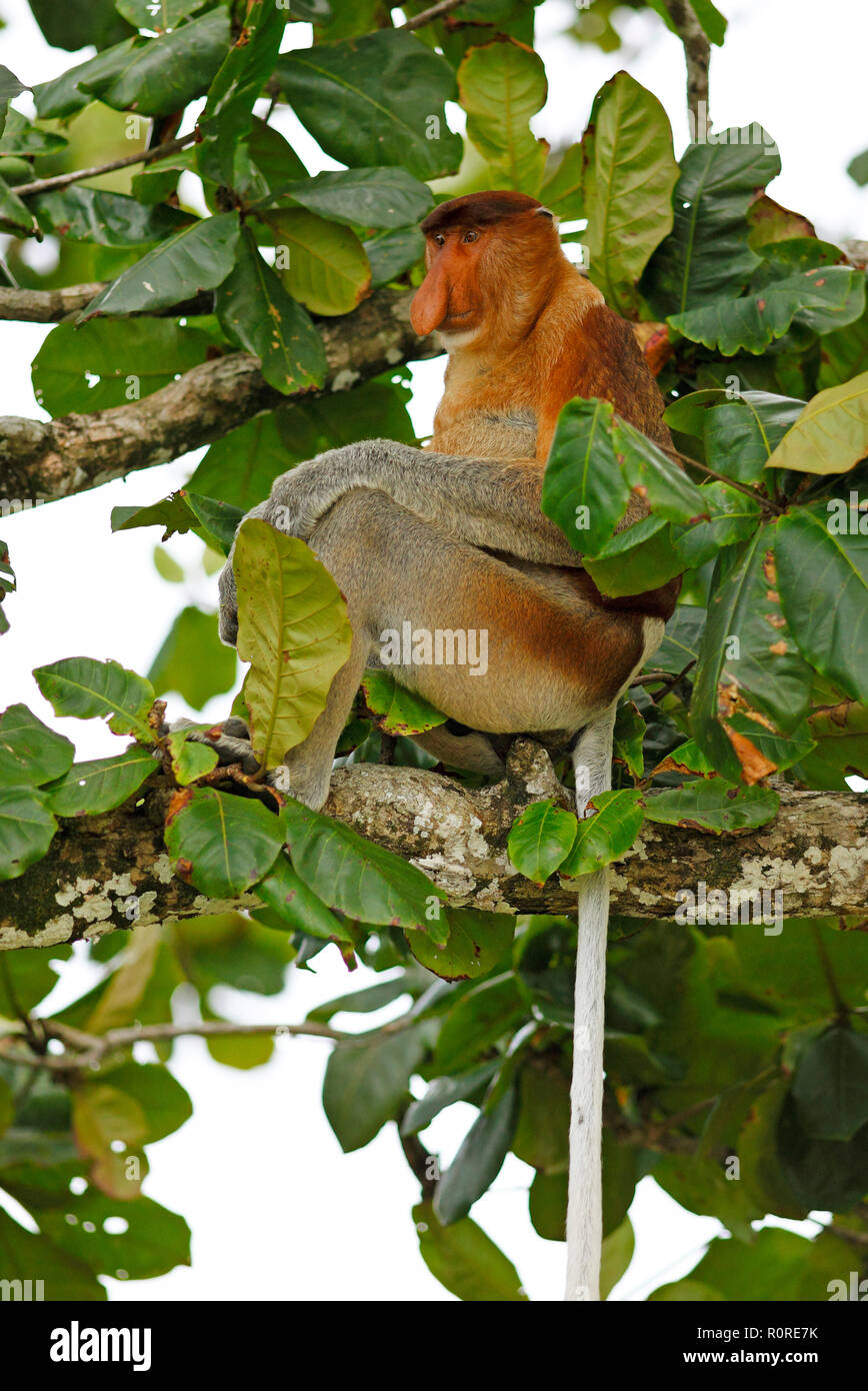 Proboscide di scimmia (Nasalis larvatus) seduta nella struttura ad albero, Bako National Park, Stati di Sarawak, nel Borneo, Malaysia Foto Stock