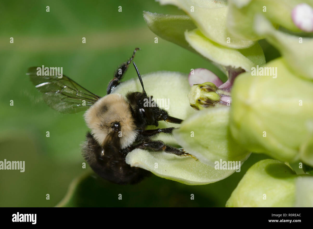 Digger Bee, Anthophora bruscta, su verde mungitura, Asclepias viridis Foto Stock