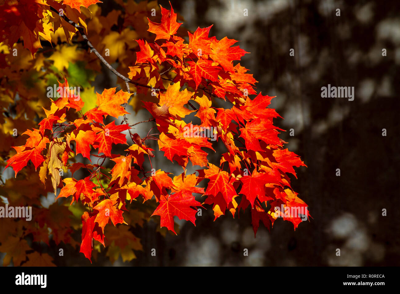 Colpisce il fogliame di autunno in transizione e al loro picco in Adams Morgan e Dupont Circle e i quartieri di Washington DC, nei primi giorni di novembre. Foto Stock