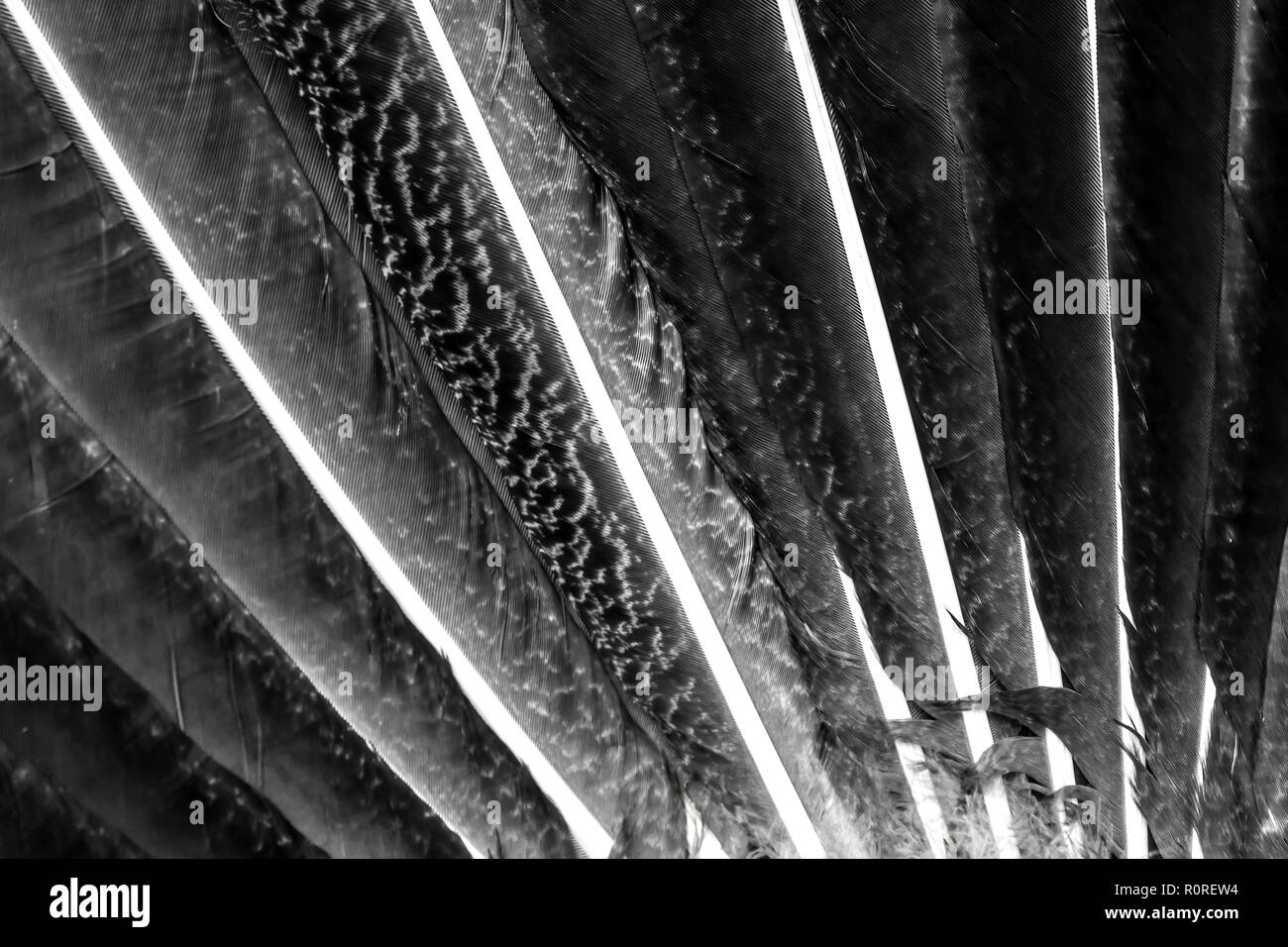 Penne di pavone close-up macro sfondo texture Foto Stock