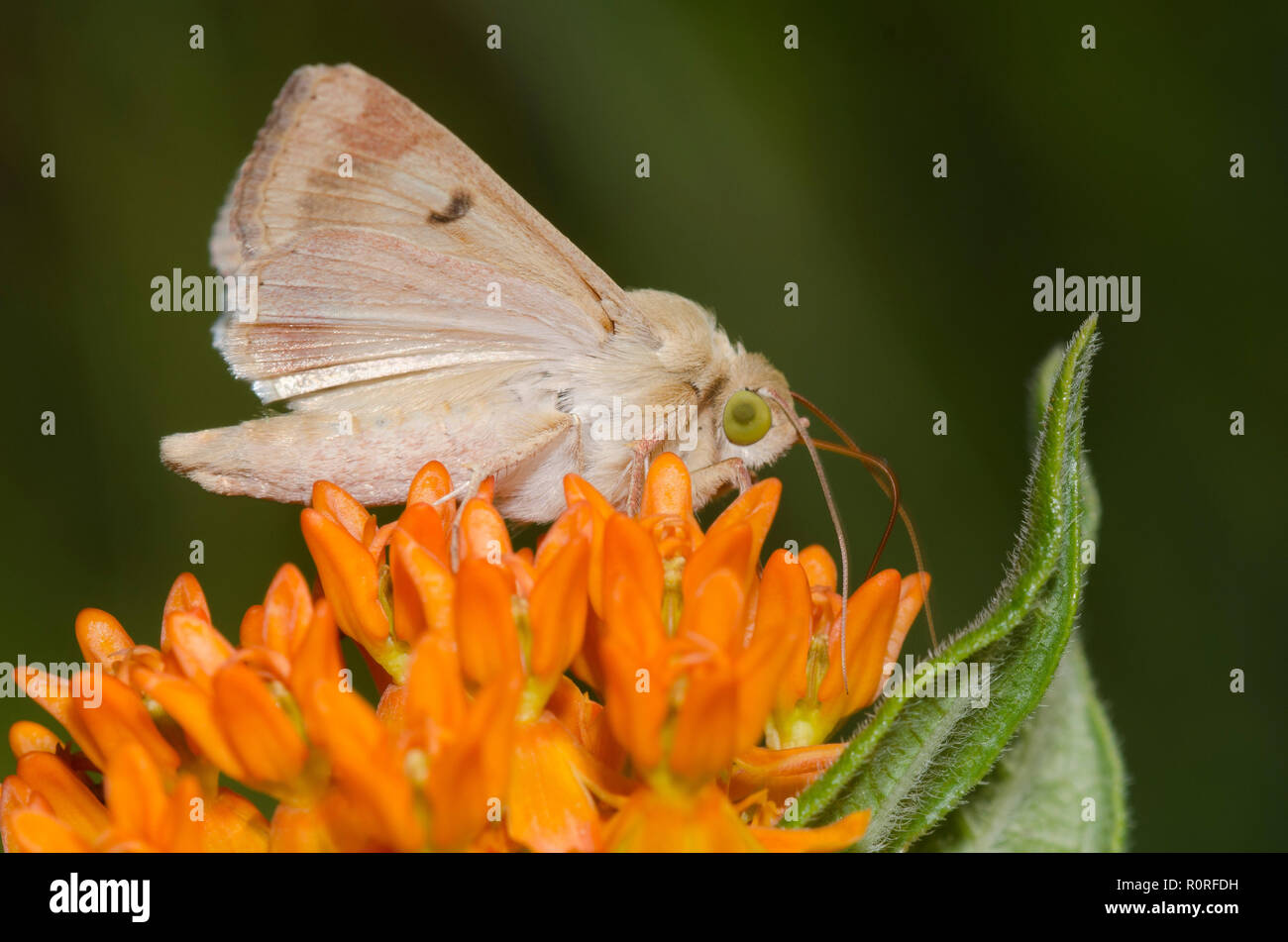 Il mais Earworm Moth, Helicoverpa zea, su orange milkweed, Asclepias tuberosa Foto Stock