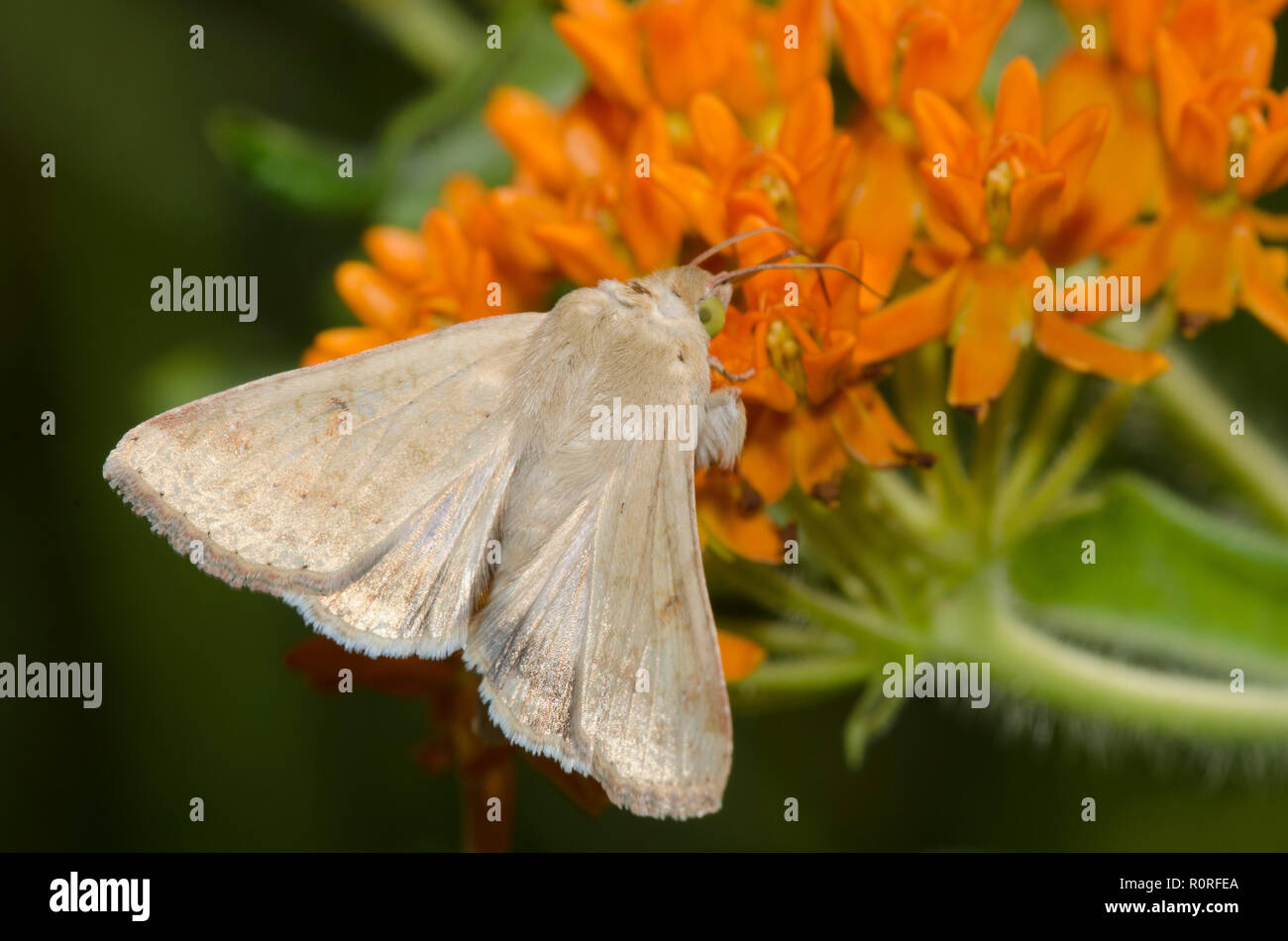 Il mais Earworm Moth, Helicoverpa zea, su orange milkweed, Asclepias tuberosa Foto Stock