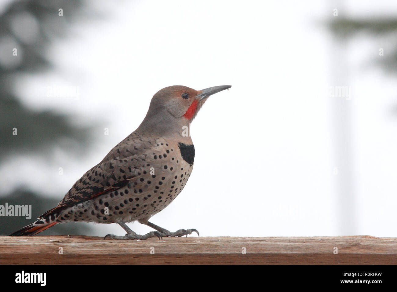 Il Flicker comune o il Flicker settentrionale, o il Flicker rosso-shafted Foto Stock