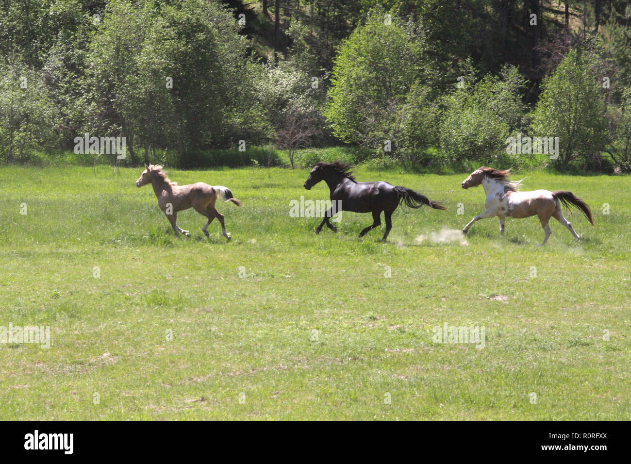 Un trio di cavalli che corrono gratis Foto Stock