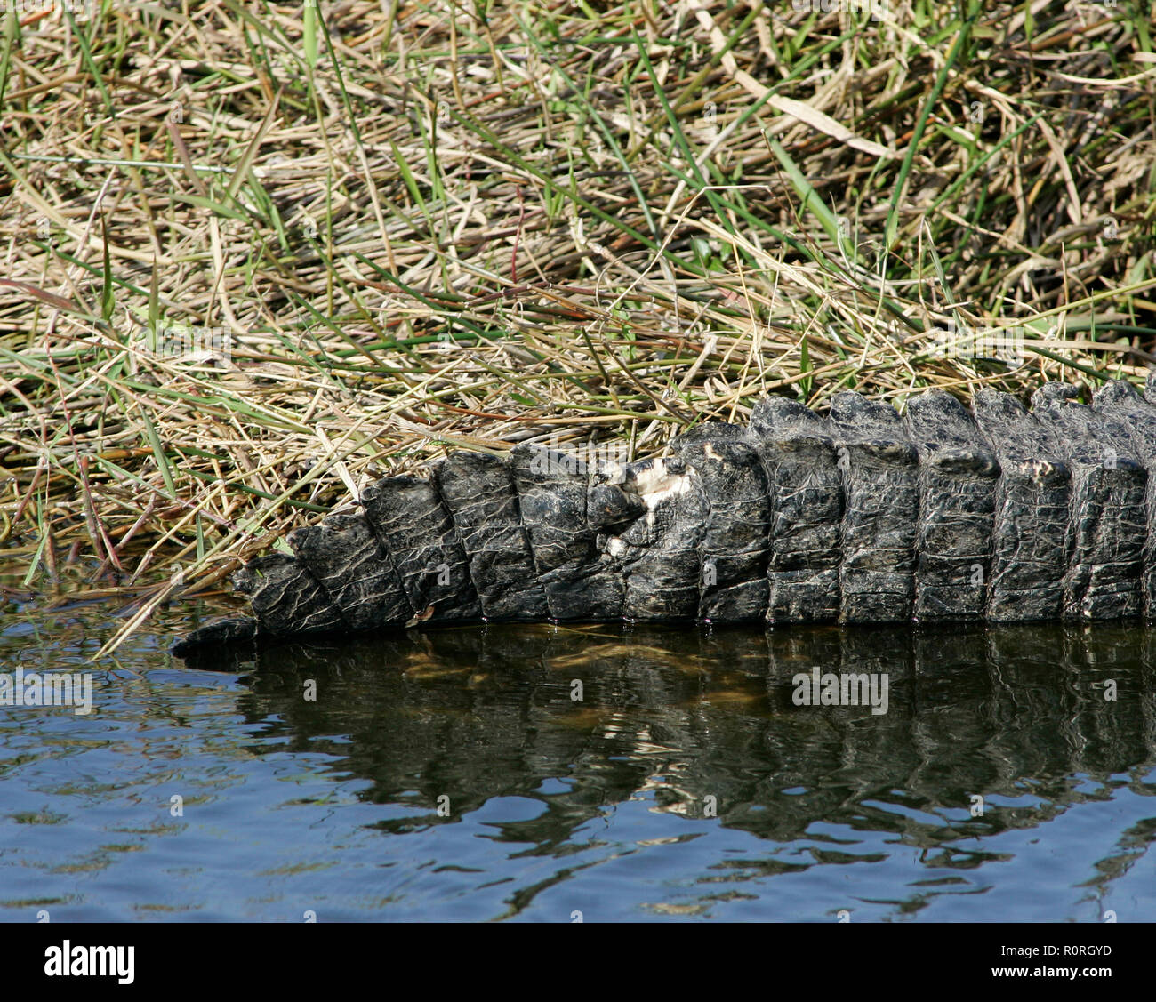Una chiusura di un coccodrillo americano coda ferito in un lago in remoto di Florida del Sud Foto Stock
