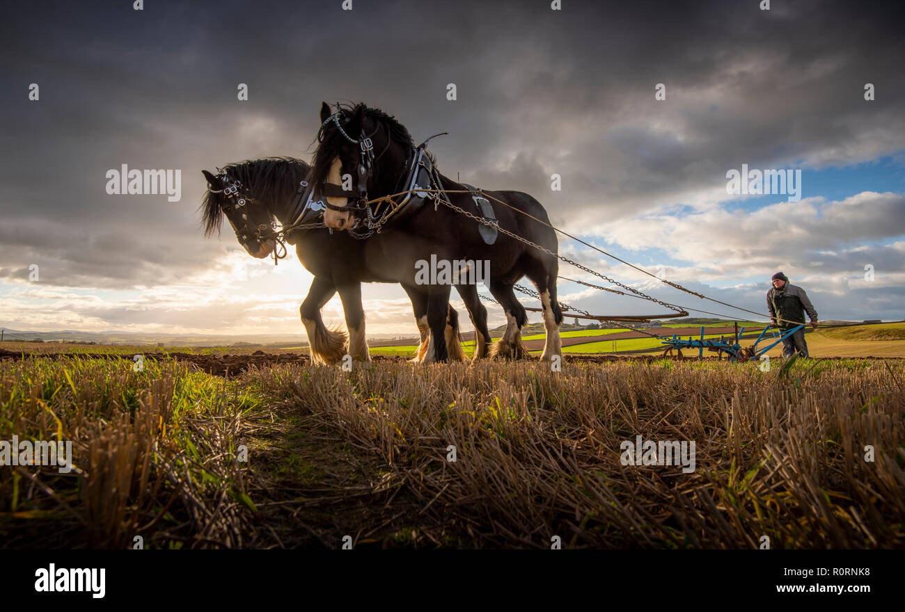 Cavalli,clydesdale,shire,l'aratura,agricoltura,terra,tradizione,evento,fotografia,phil wilkinson Foto Stock