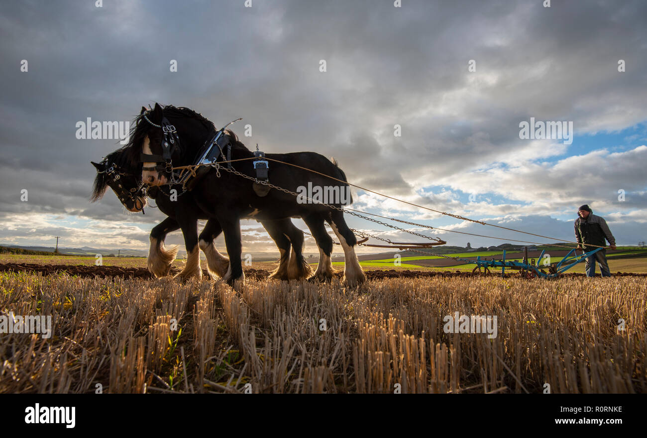 Cavalli,clydesdale,shire,l'aratura,agricoltura,terra,tradizione,evento,fotografia,phil wilkinson Foto Stock