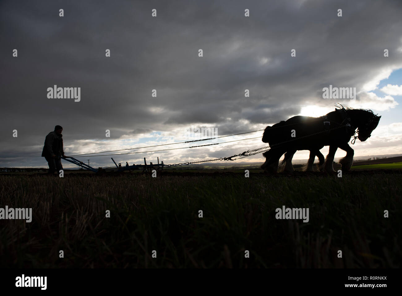 Cavalli,clydesdale,shire,l'aratura,agricoltura,terra,tradizione,evento,fotografia,phil wilkinson Foto Stock