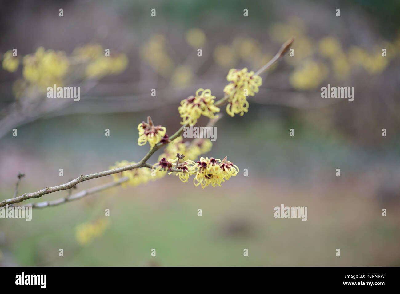Hamamelis x intermedia Primavera Foto Stock