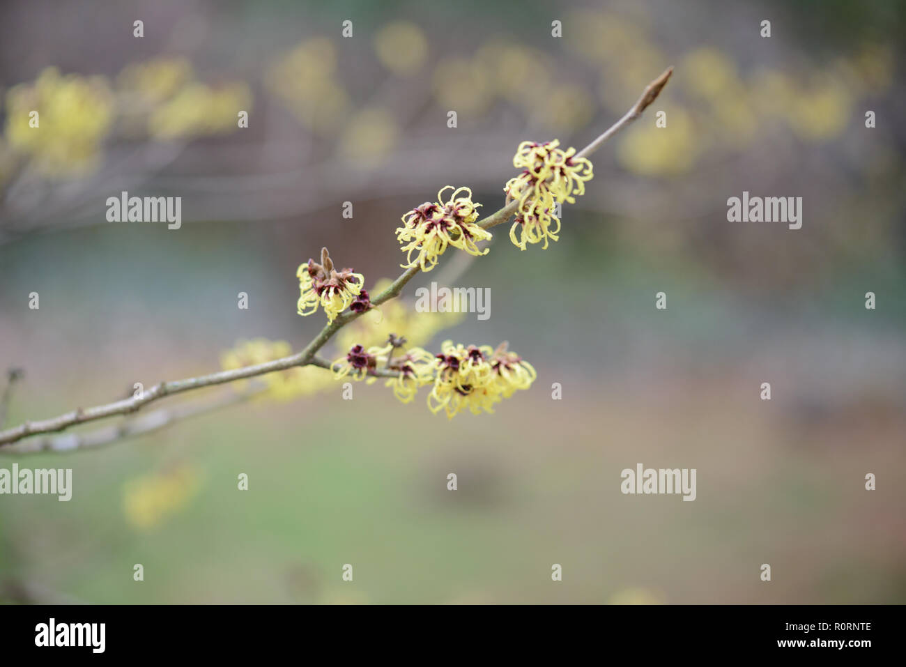 Hamamelis x intermedia Primavera Foto Stock