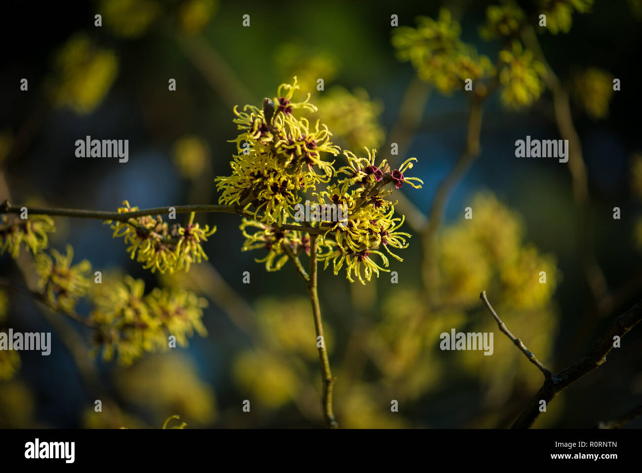 Hamamelis x intermedia Primavera Foto Stock