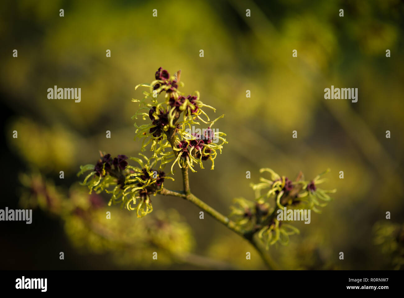 Hamamelis x intermedia Primavera Foto Stock