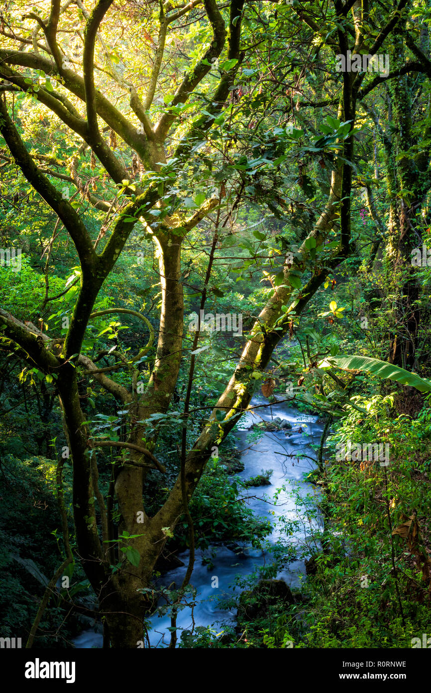 Il sole filtra attraverso gli alberi che circondano il fiume Cupatitzio nel Parco Nazionale di Uruapan, Michoacan, Messico. Foto Stock